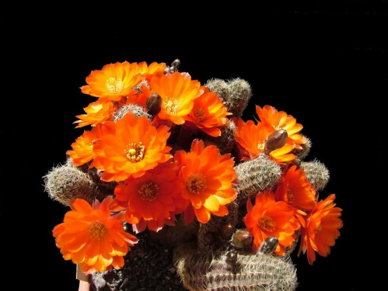 Rebutia pygmaea v. friedrichiana 