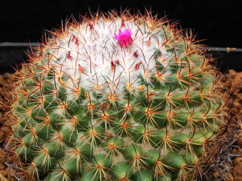 Mammillaria bonavitii 