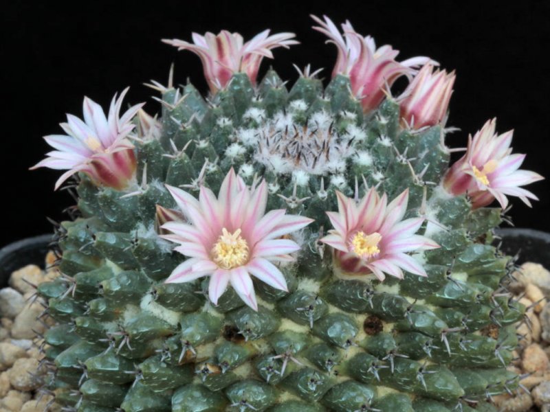 Mammillaria formosa ssp. pseudocrucigera P 491