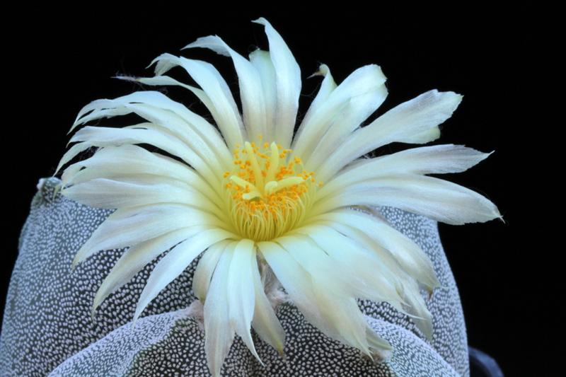 Astrophytum myriostigma v. quadricostatum 