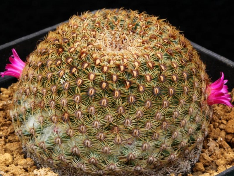 Mammillaria huitzilopochtli 