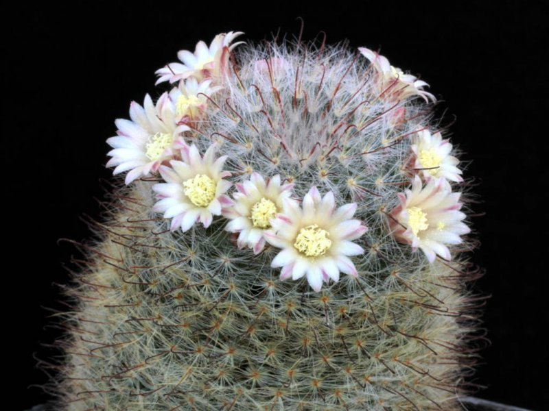 Mammillaria seideliana 