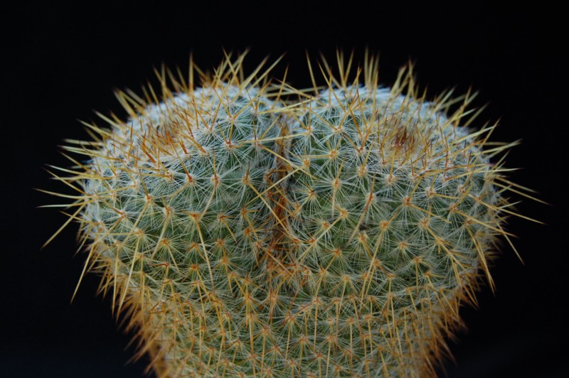 Mammillaria muehlenpfordtii 