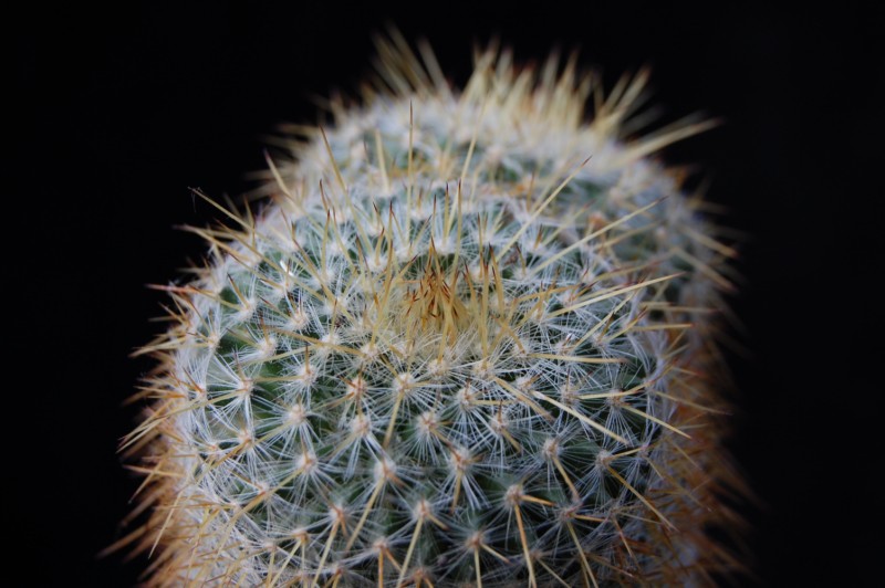 Mammillaria muehlenpfordtii 