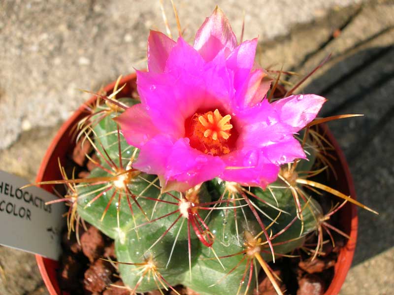 Thelocactus bicolor 