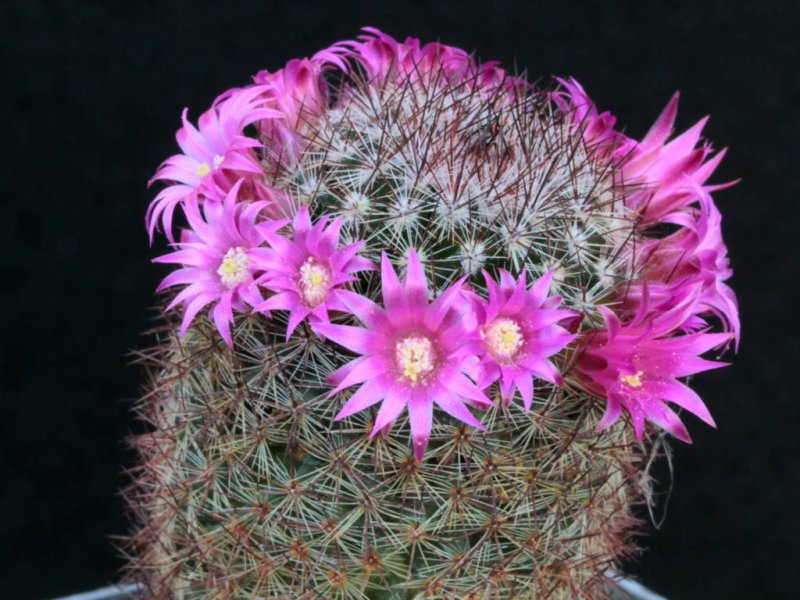 Mammillaria centraliplumosa 