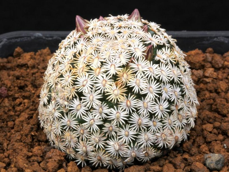 Mammillaria hernandezii 