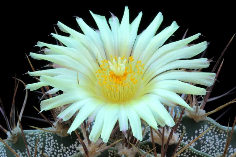 Astrophytum ornatum 