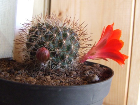 Rebutia ? 