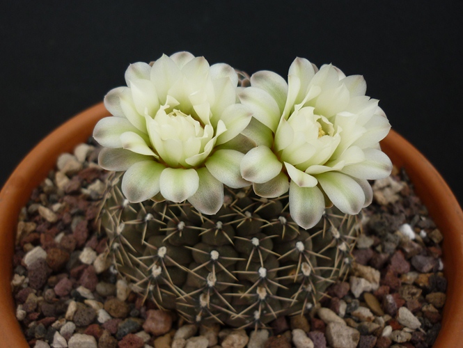 Gymnocalycium quehlianum 