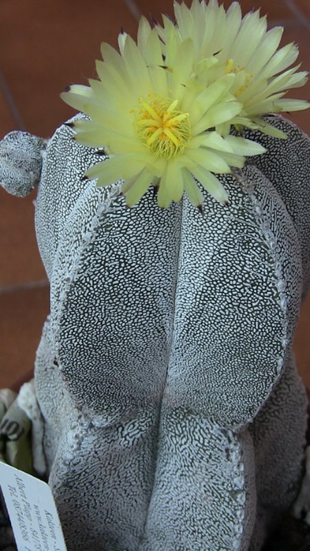 Astrophytum myriostigma cv. onzuka 