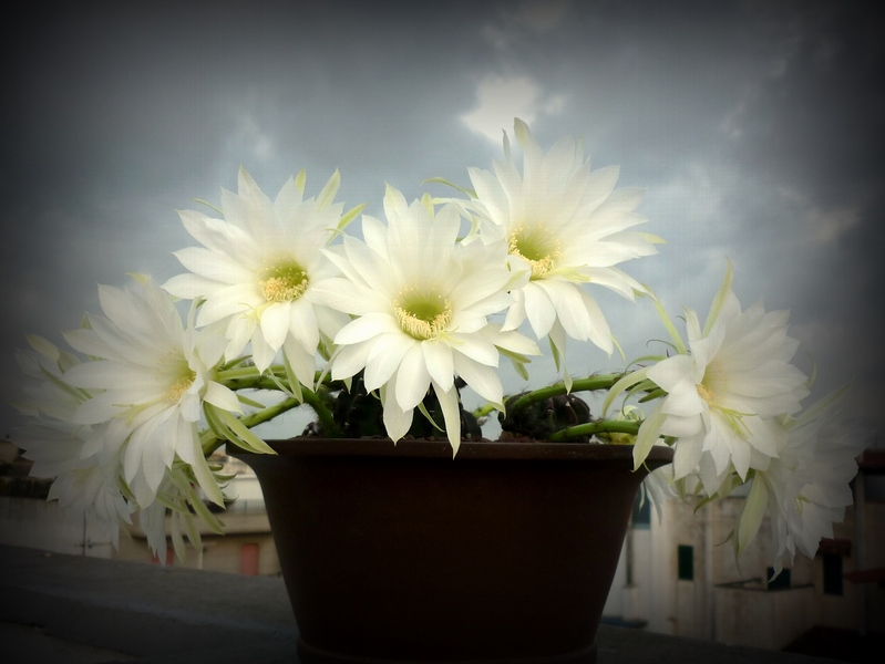 Echinopsis subdenudata 