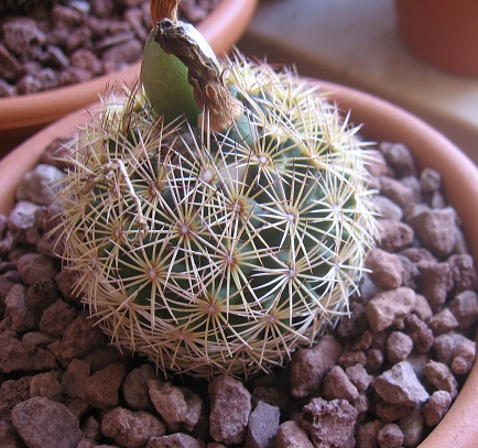 Coryphantha  