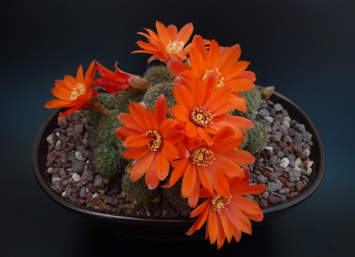 rebutia tarvitaensis