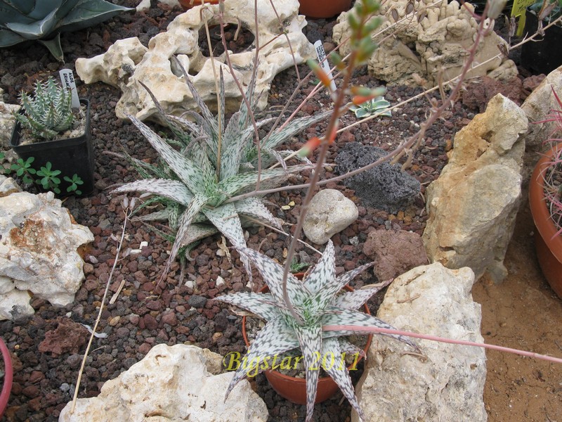 Aloe rauhii cv. Lizard-Lips 