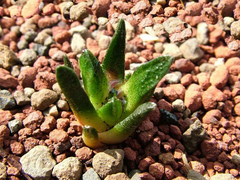 Ariocarpus trigonus v. elongatus 