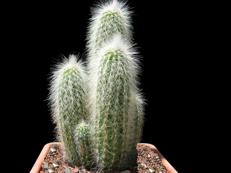 Cleistocactus strausii 