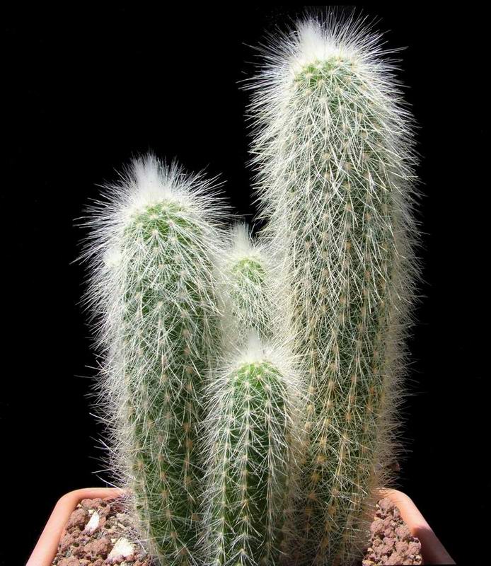 Cleistocactus strausii 