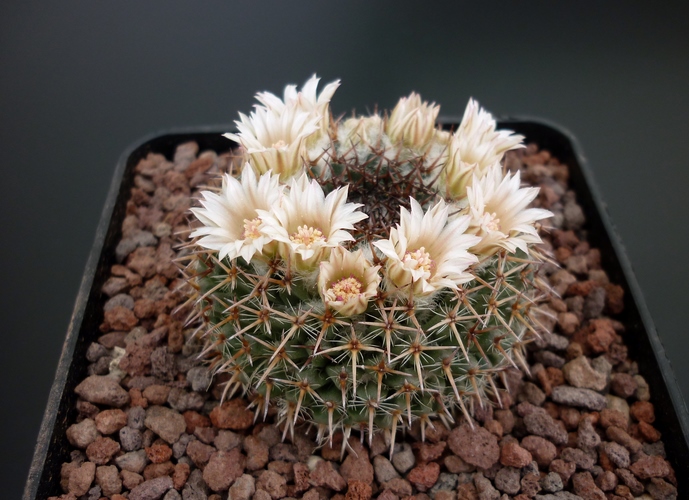 Mammillaria formosa 