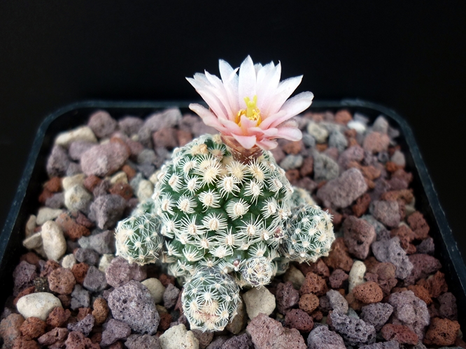 Pediocactus knowltonii 