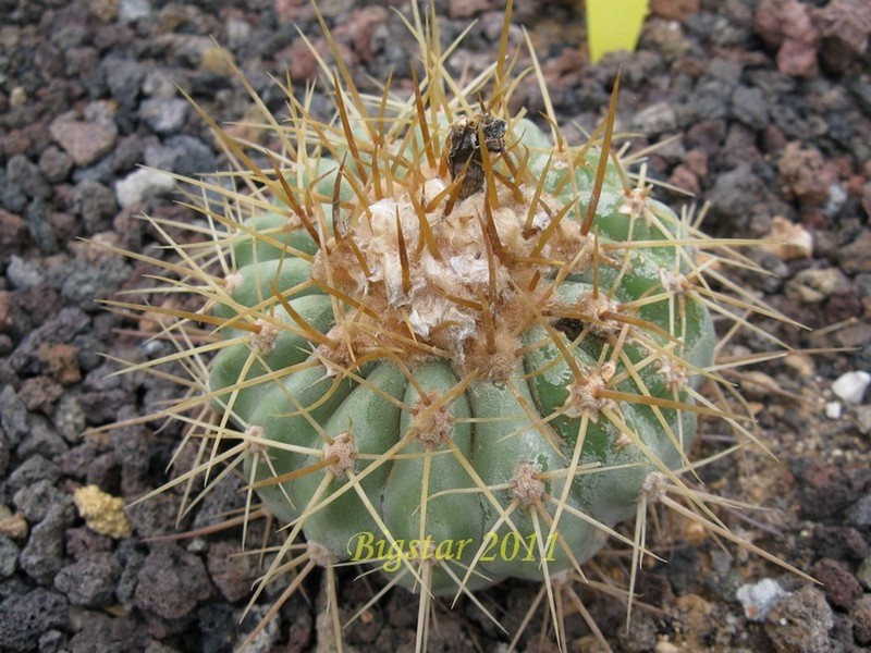 Copiapoa haseltoniana RAP 103