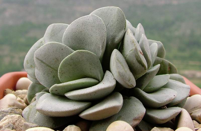 Crassula cv. morgan's beauty 