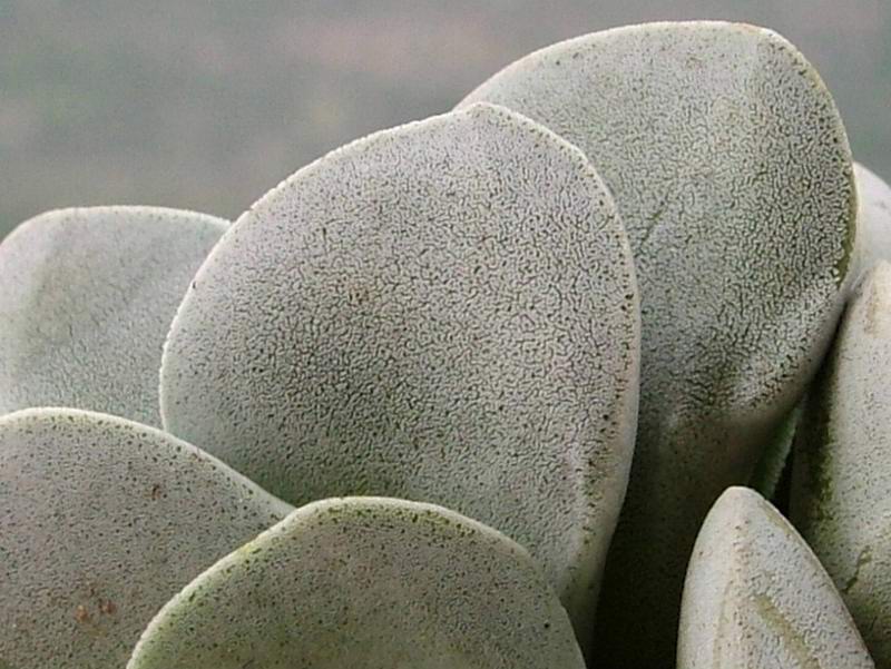 Crassula cv. morgan's beauty 