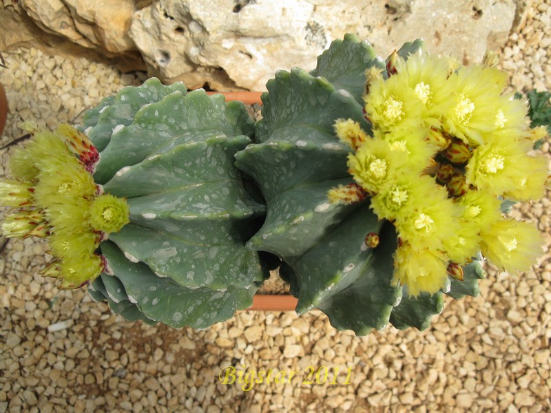 Ferocactus glaucescens v. inermis 