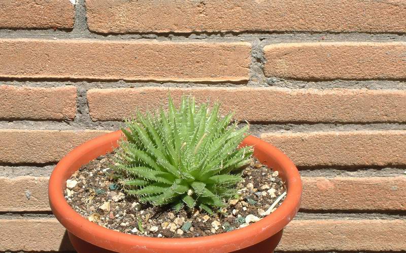 Haworthia xiphiophylla 