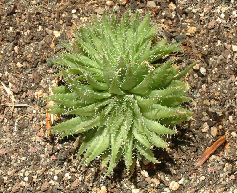 Haworthia xiphiophylla 