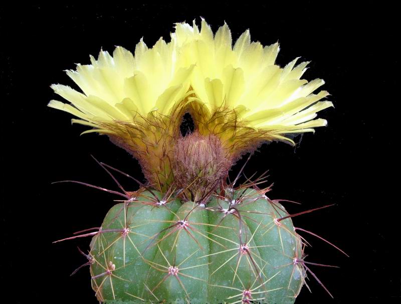 Notocactus ottonis 