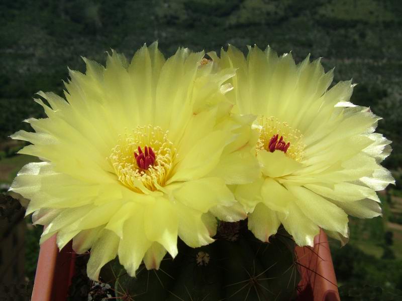 Notocactus ottonis 