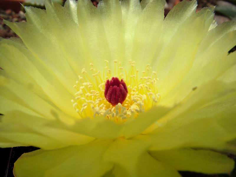 Notocactus ottonis 