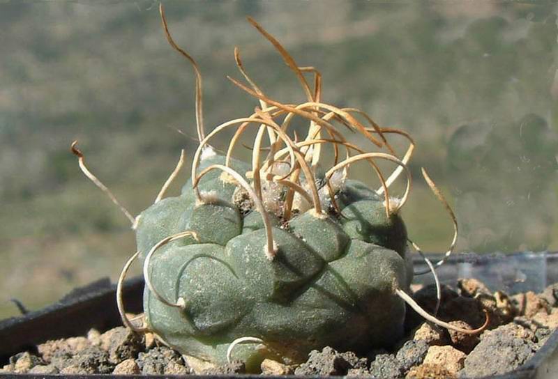 turbinicarpus rioverdensis ssp. paoli