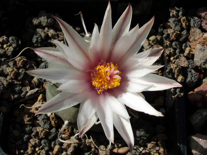 Turbinicarpus rioverdensis ssp. paoli PAN 169