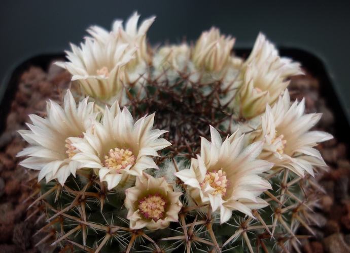 Mammillaria formosa 