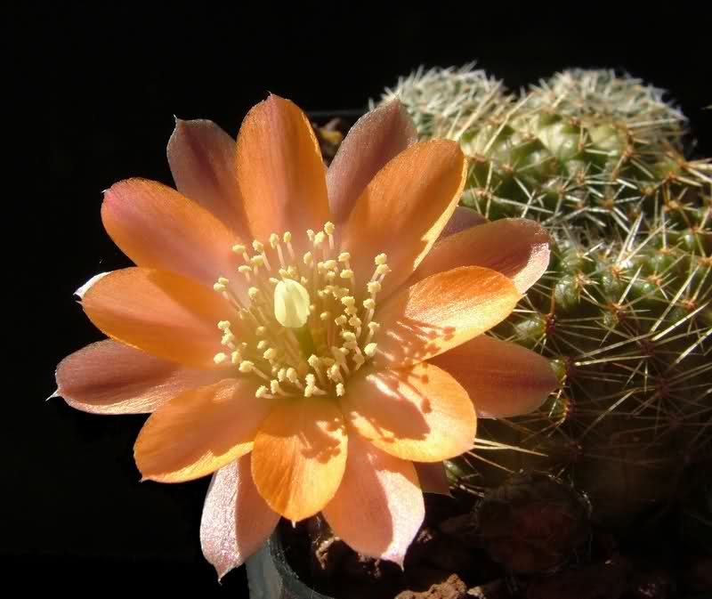 Rebutia haagei v. mudanensis R689