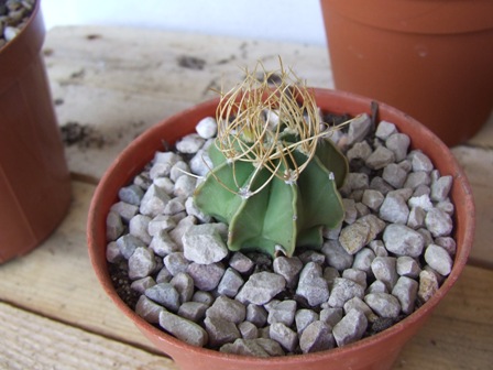 Astrophitum capricornae ssp. senile v. aureum 