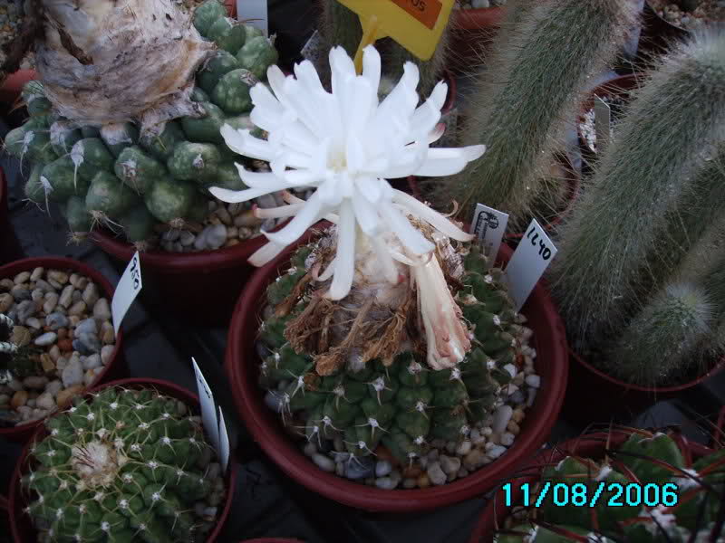 Discocactus magnimammus 