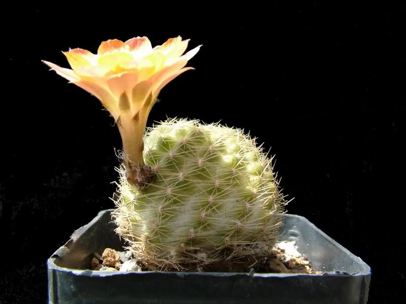 Rebutia pygmaea MN158