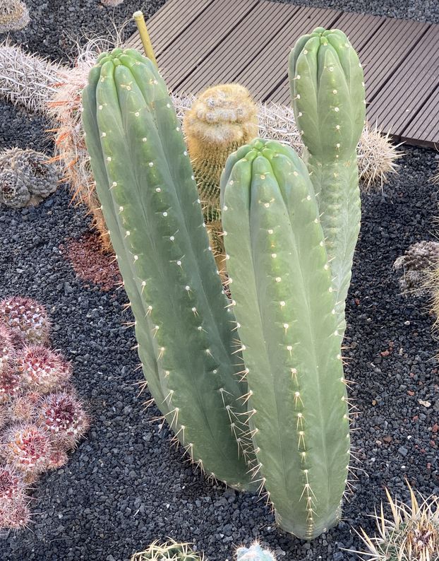 trichocereus pachanoi