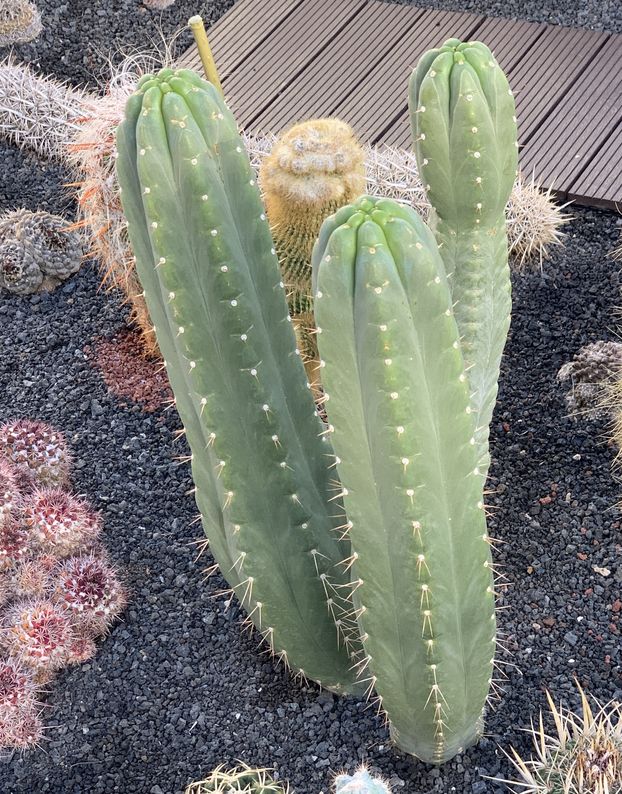 Trichocereus pachanoi 