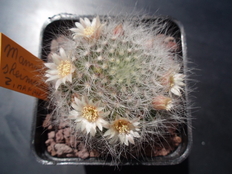 Mammillaria scheinvariana 