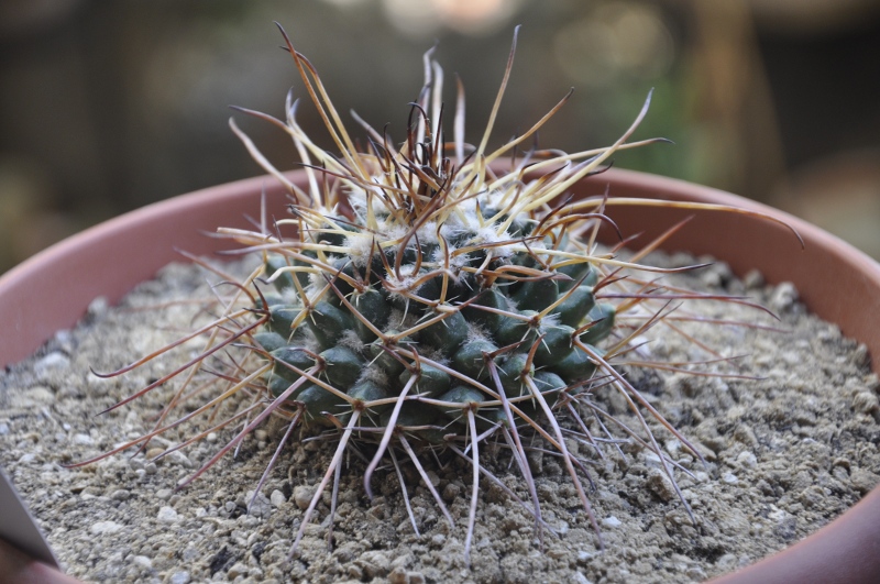 Mammillaria gigantea ROG 170