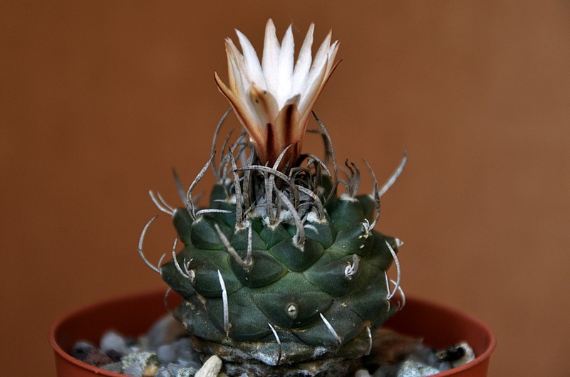 Turbinicarpus klinkerianus 