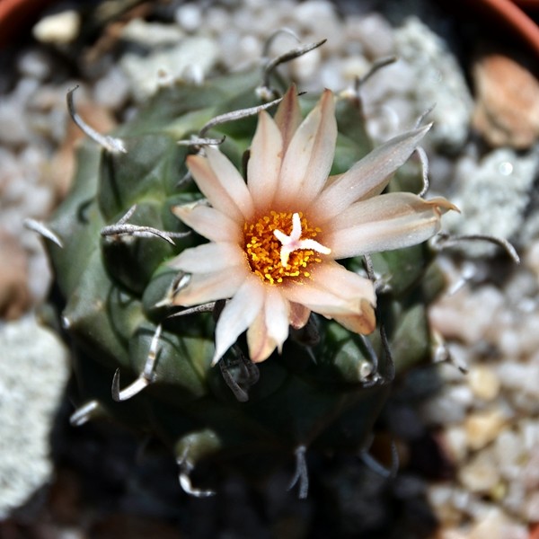 Turbinicarpus klinkerianus 