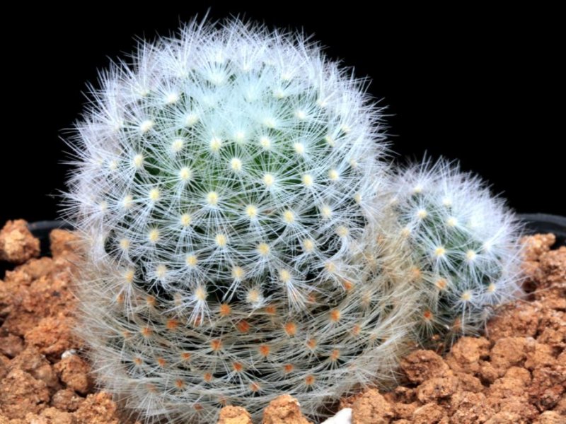 Mammillaria laui ssp. dasyacantha 