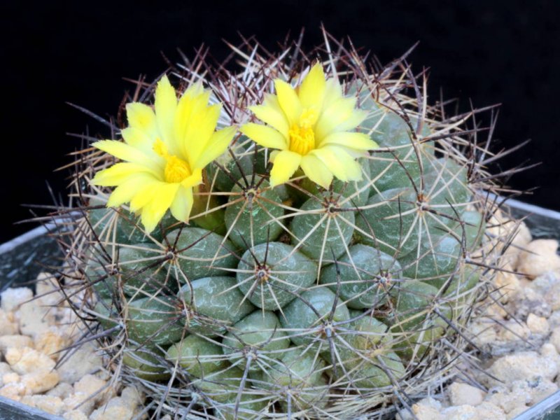 Mammillaria melaleuca 