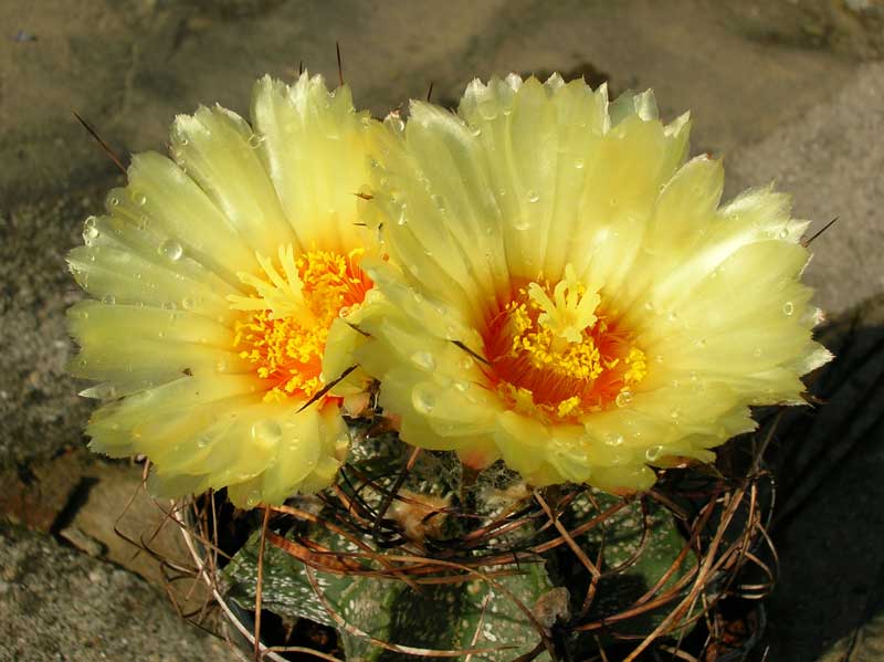 Astrophytum capricorne 