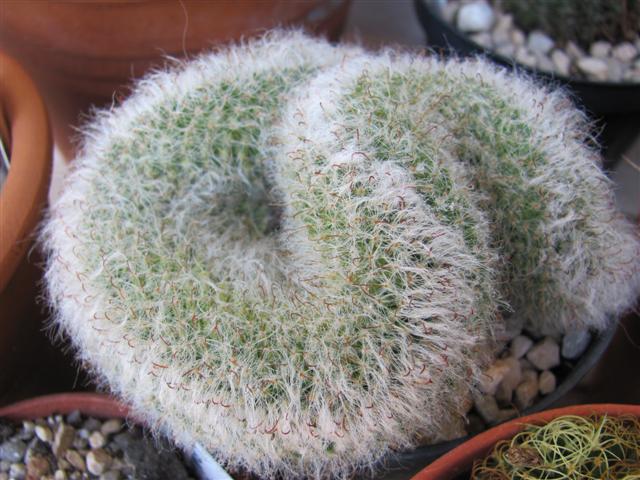 Mammillaria bocasana f. cristata 